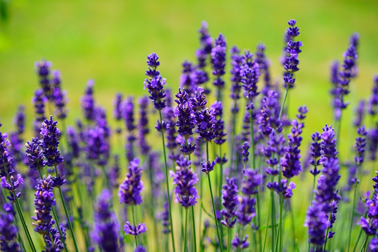 wild lavender growing in a field
