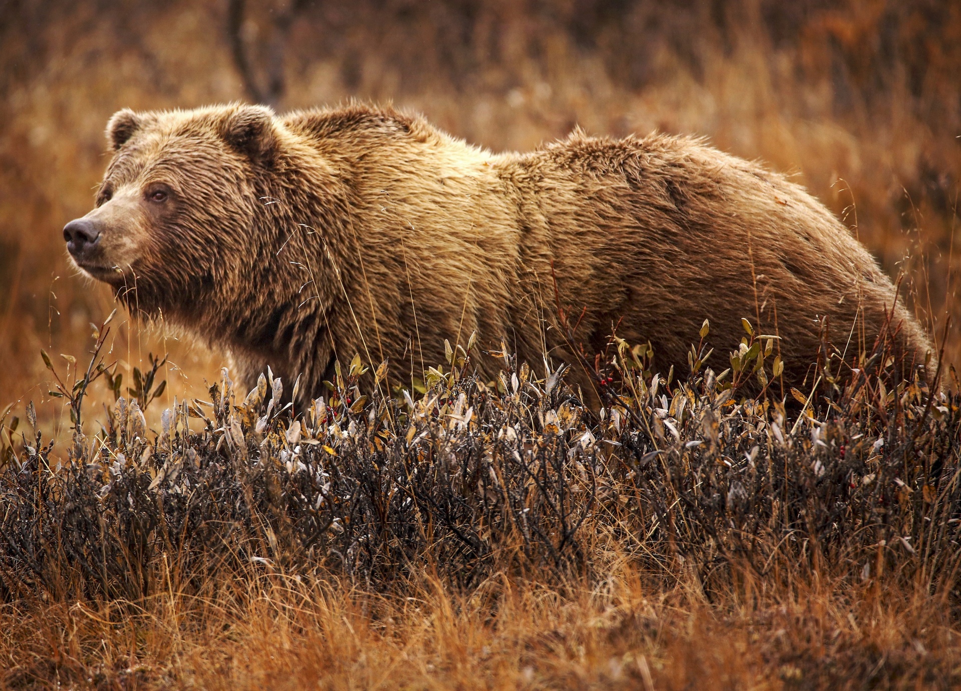 grizzly bear standing in dark brown grass
