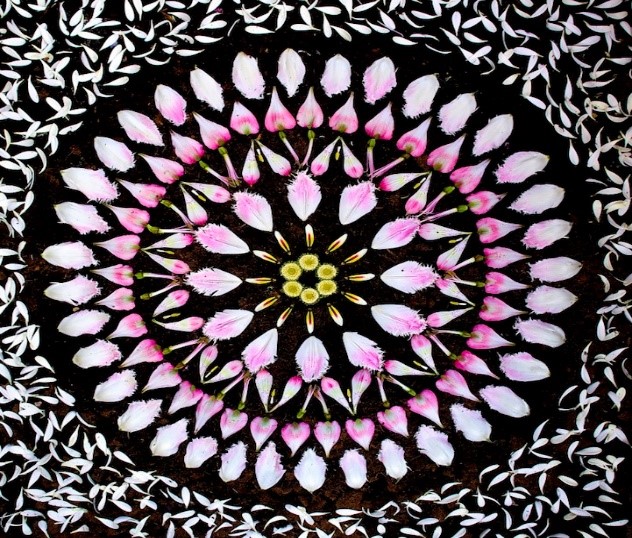 flower petals in pink and white arranged in concentric circles 