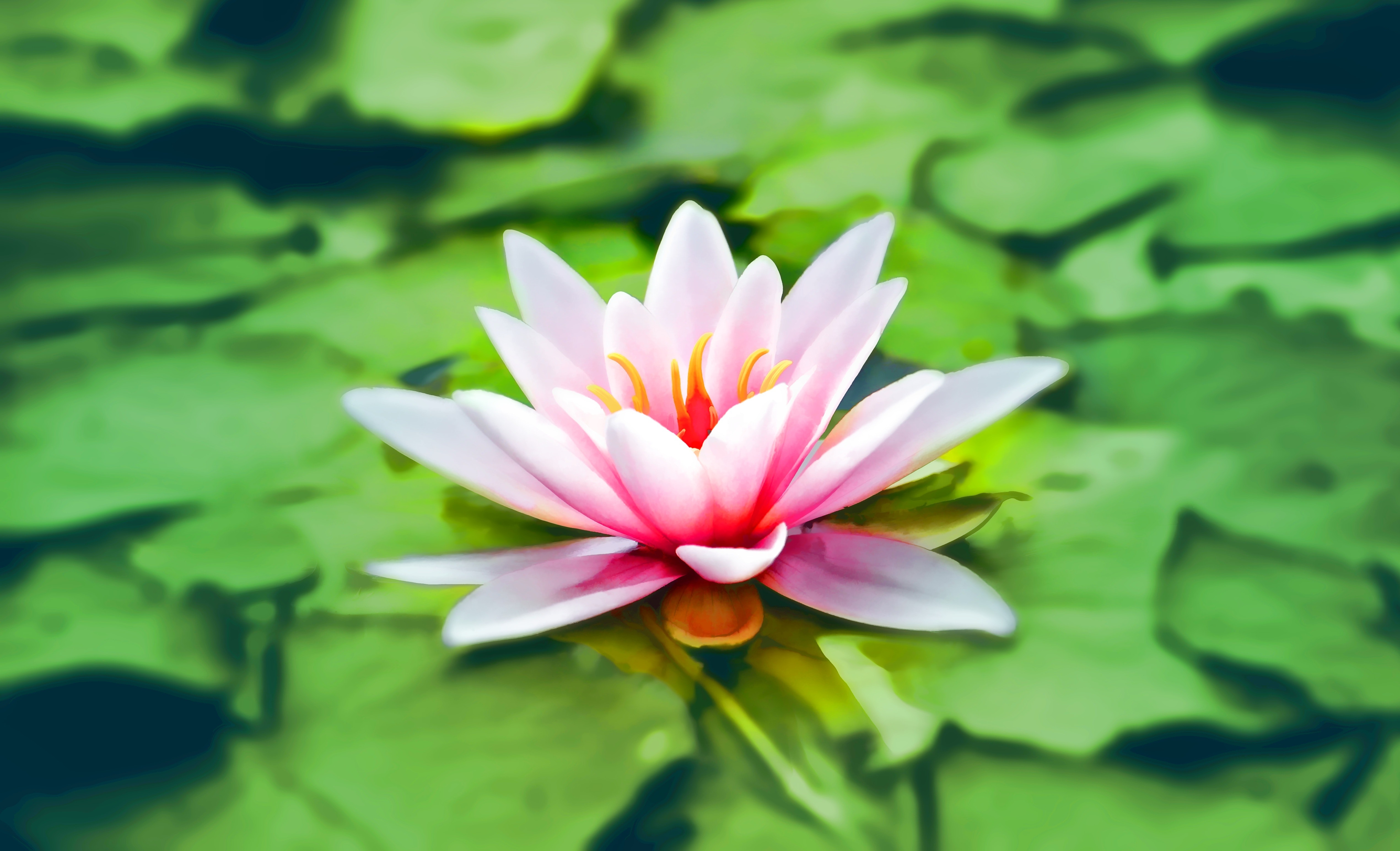 pink lotus flower on a green leaf