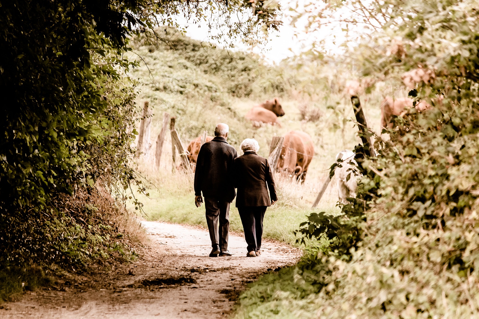 Two older people walk down a sunny path towards a field with cows in it