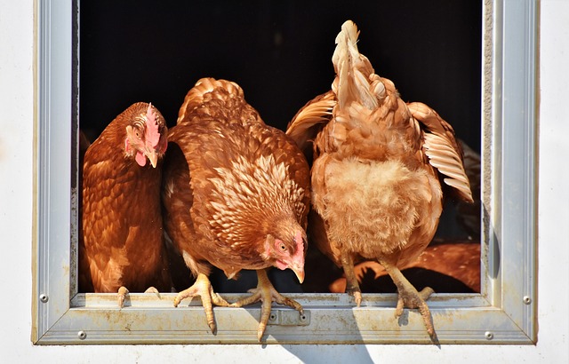 color photo of three  brown chickens sitting in a windowsill 