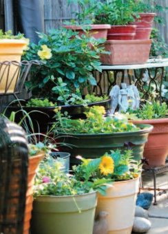 color photo of several pots filled with plants 