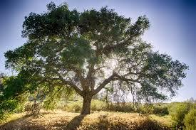 A tree with wide spread branches like a family tree. 