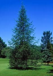 Japanese Larch