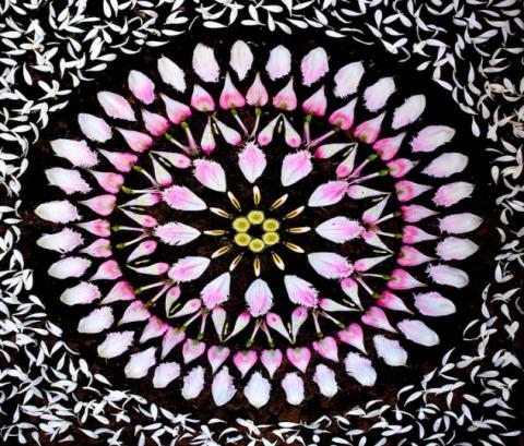 flower petals in pink and white arranged in concentric circles 