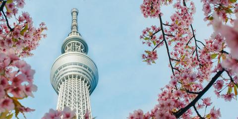 The blue tower taken upwards, framed by blooming cherry blossoms. 