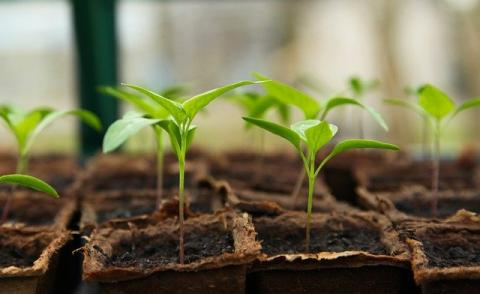 green sprouts rise out of brown square pots