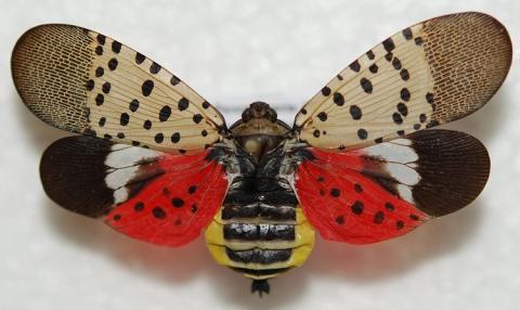 Adult Spotted Lantern Fly