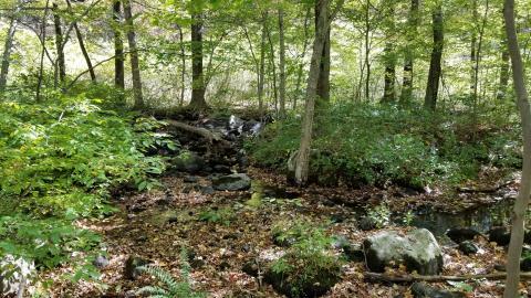 A walking trail in the woods