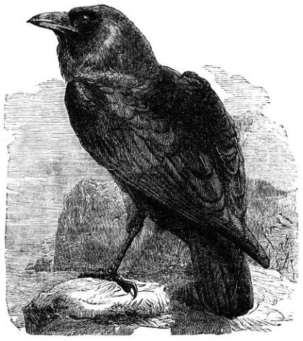 line drawing of a raven in profile