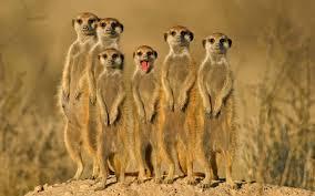 animals