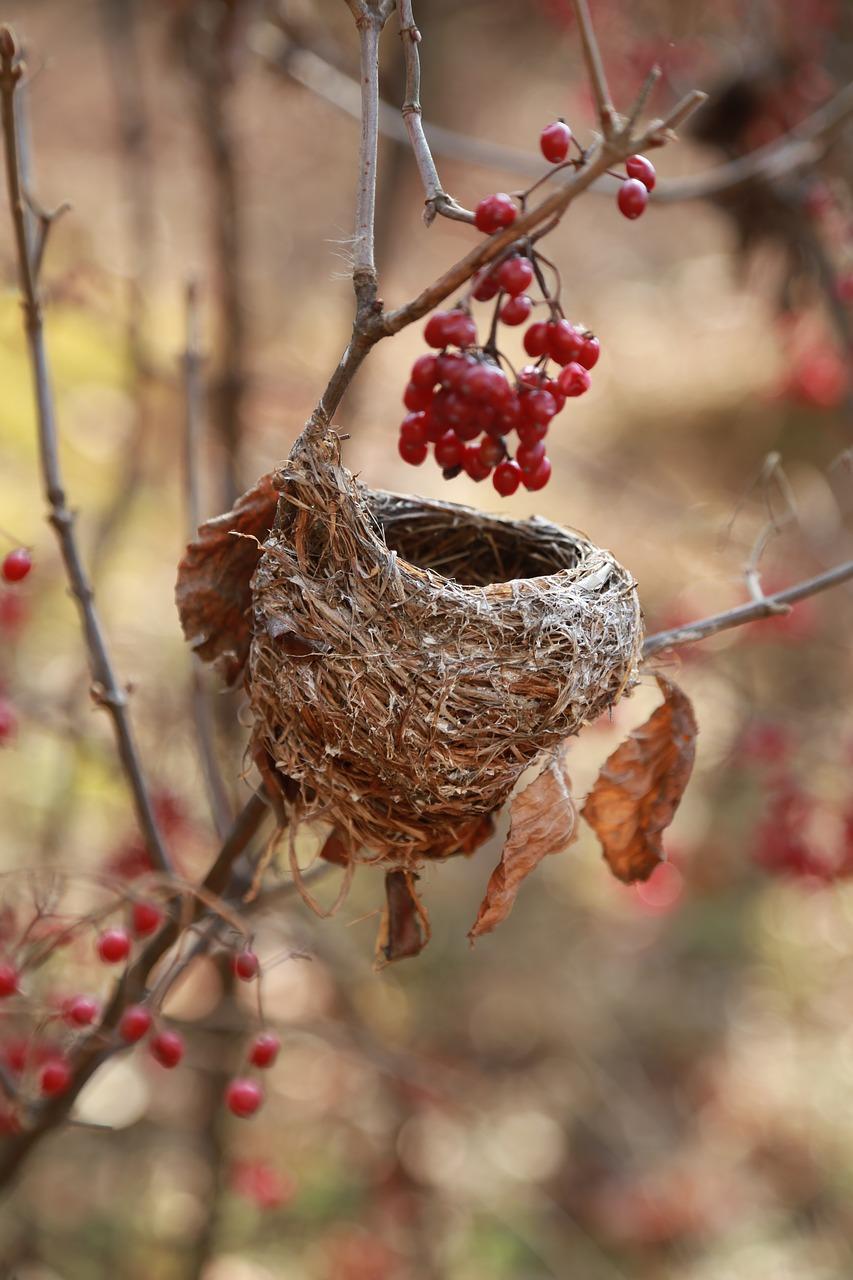 an empty bird's nest