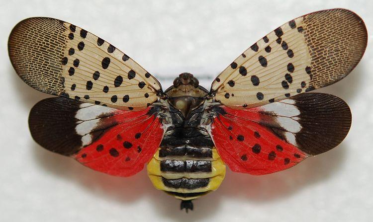 Adult Spotted Lantern Fly