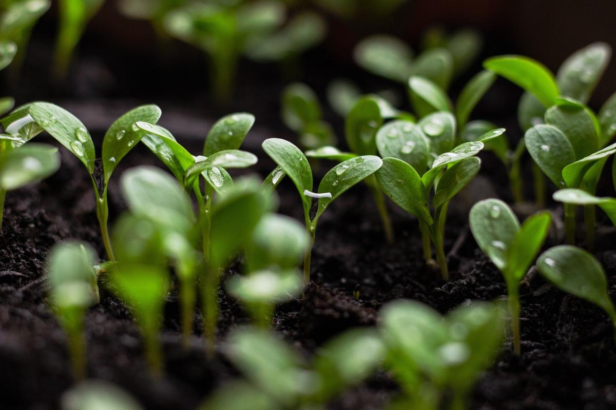 photograph of seedlings in the earth