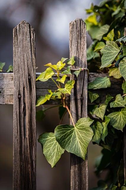 fence with ivy growing on it